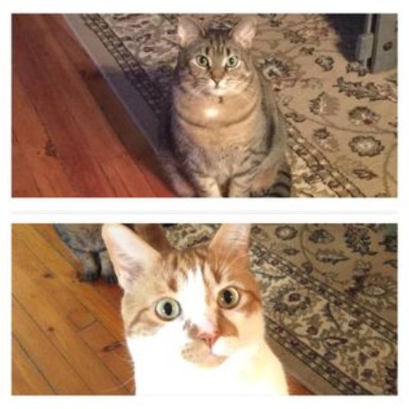 Meet your Posher, Trish - Picture 2 of 2